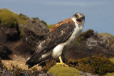 Red-backed Buzzard 